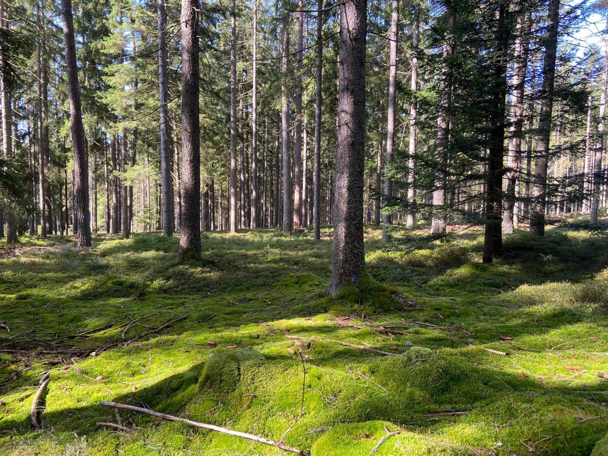 Landgasthof Brandtner Wirt Hotel Langdorf  Eksteriør billede